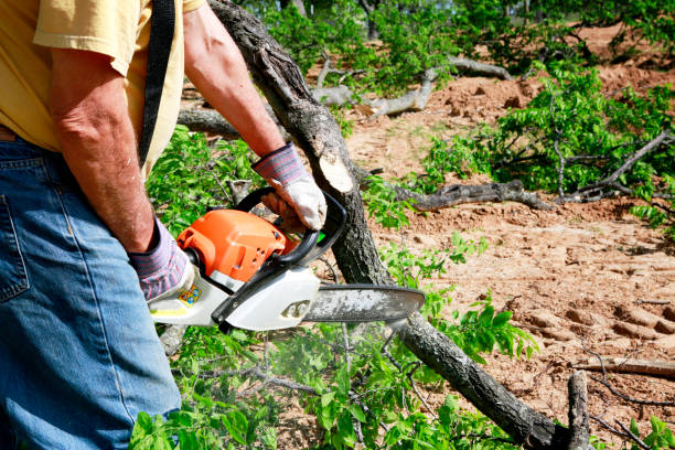 The Steps Involved in Our Tree Care Process in St Albans, VT